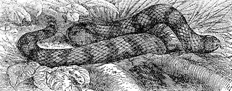假珊瑚蛇(Anilius Scytale) - 19世纪